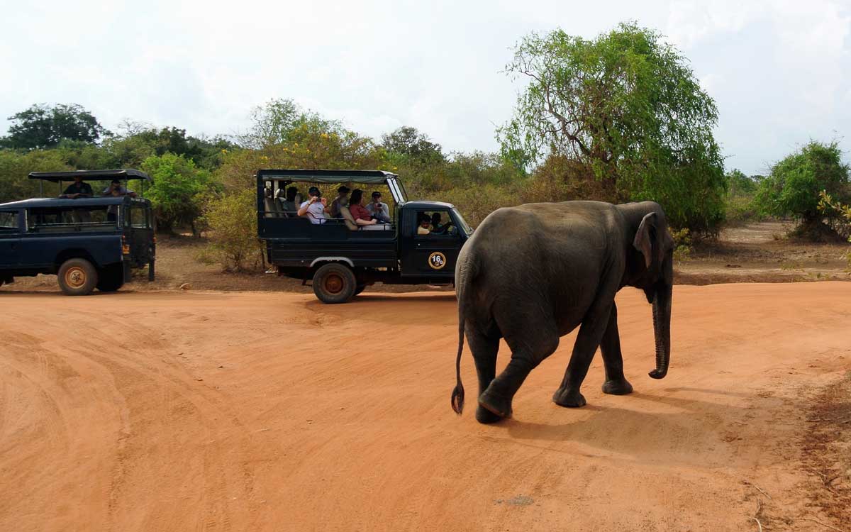 Yala Game Drive - Image 4